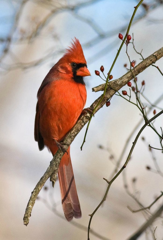 Winter Cardinal